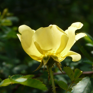 Poзa Роса Харисонии - желтая - Старая садовая роза 